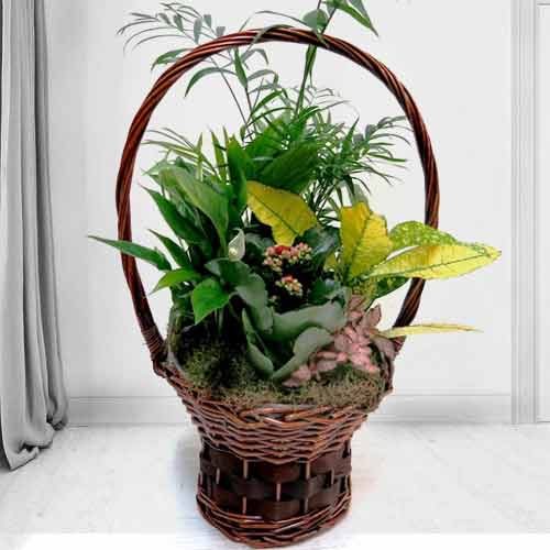 Natural Plant Basket