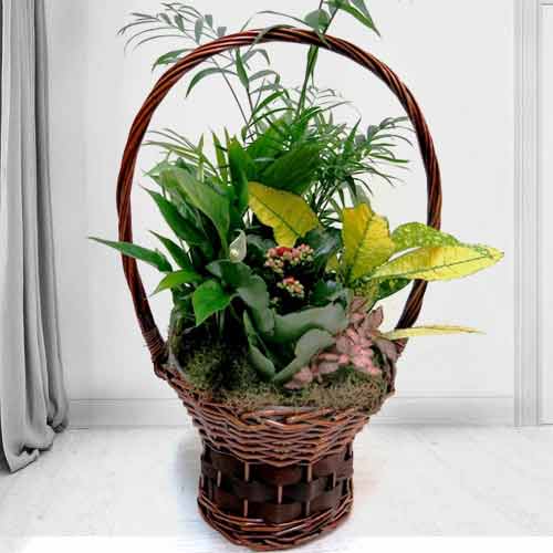 - House Plant Gift Delivery