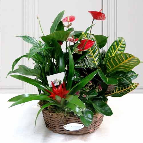 Assorted Plants With Anthurium