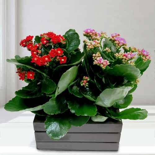 Kalanchoe Plants