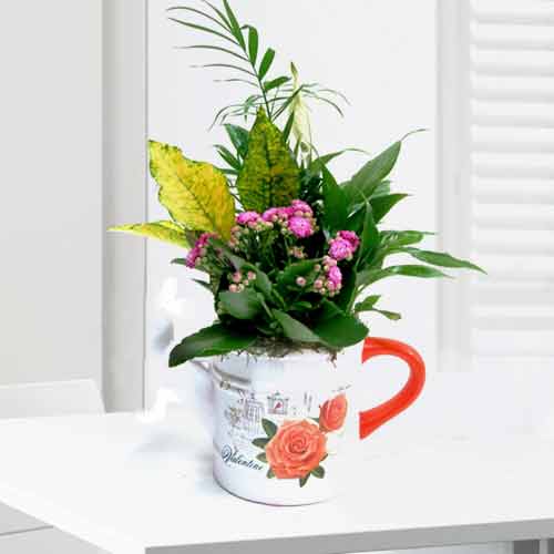 - Birthday Plant Gift Delivery