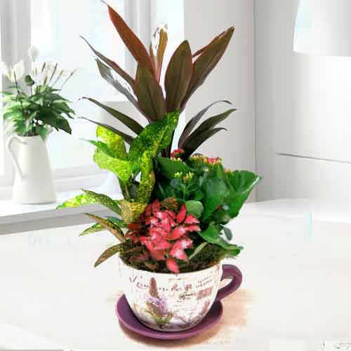 Set Of Plants In Cup