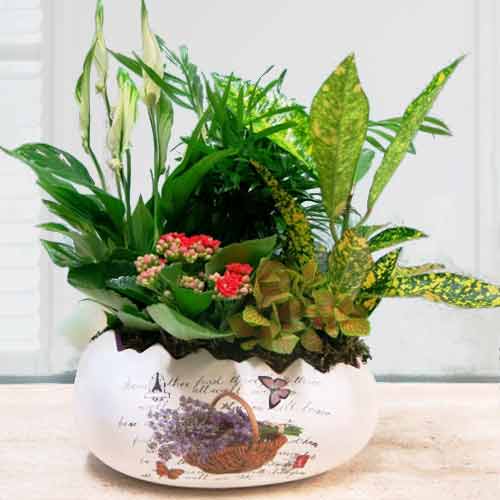 - Get Well Soon Plants Delivery