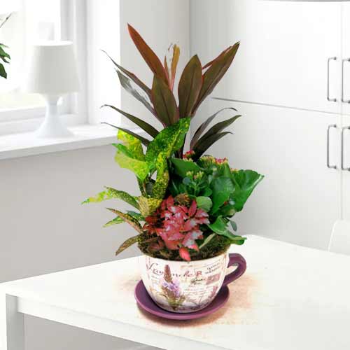 - Online Potted Plant Delivery