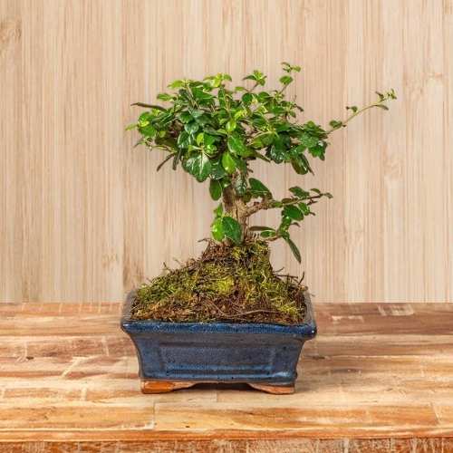Bonsai Seijaku