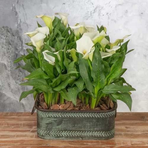 Calla Lily Plant