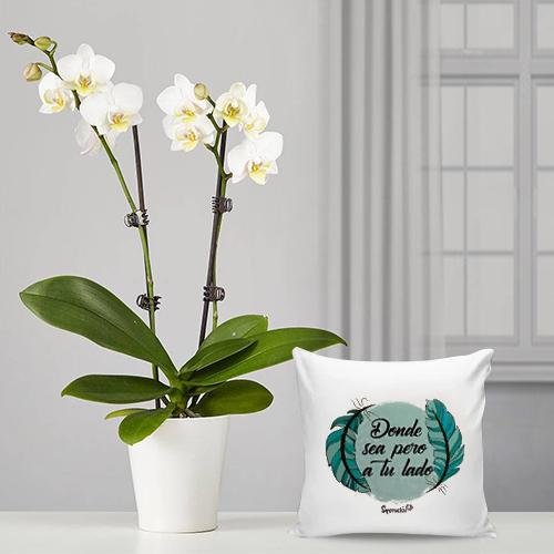 Phalaenopsis Plant With Cushion-White Orchid Delivery Spain