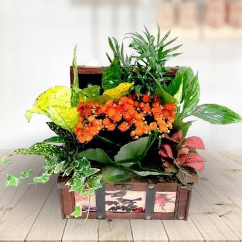 - Plant Gifts For Mother's Day