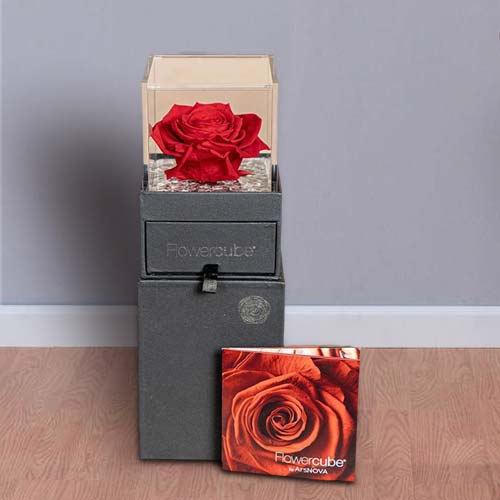 - Preserved Rose Valentine Gift Delivery