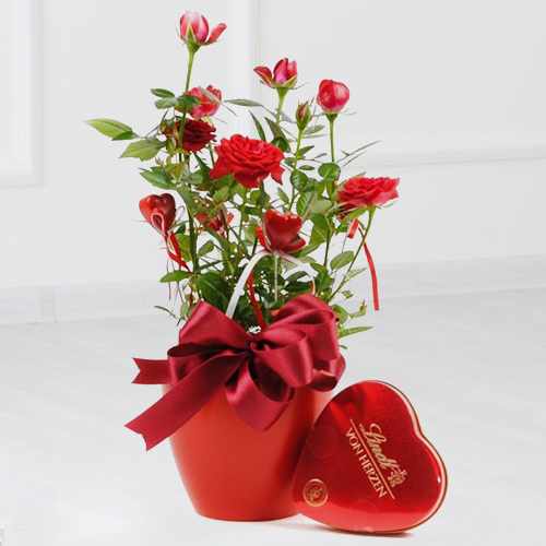 Red Roses In Pot With Lindt-10 Year Anniversary Gift For Wife