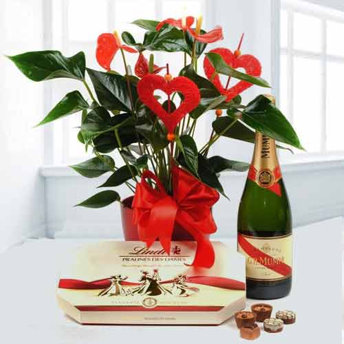Anthurium Plant With Champagne And Chocolate