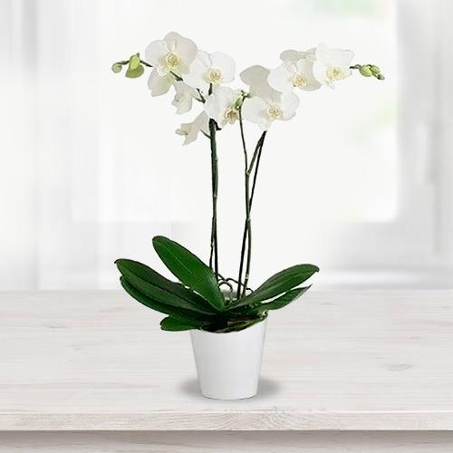 Phalaenopsis Plant-Sympathy Plants To Send