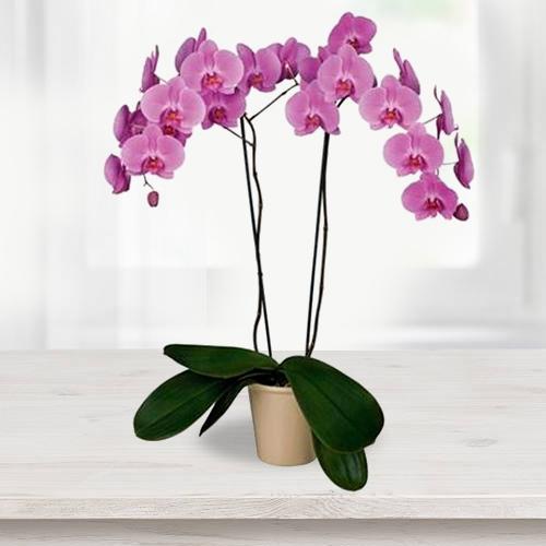 Purple Phalaenopsis Plant