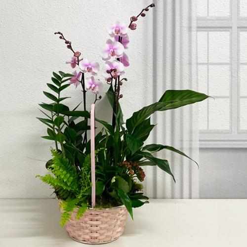 Lush Plant Basket-Orchid Delivery To Spain