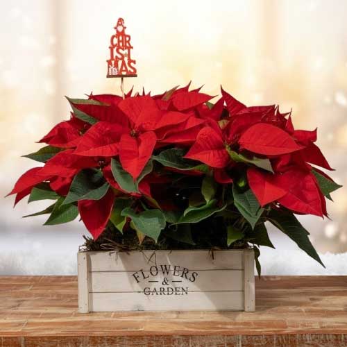 Send Poinsettia