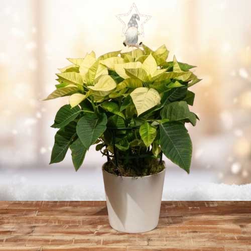 White Poinsettia Arrangement