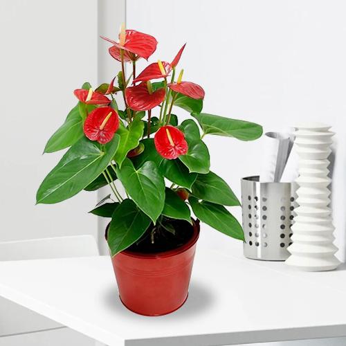 Anthurium Plant