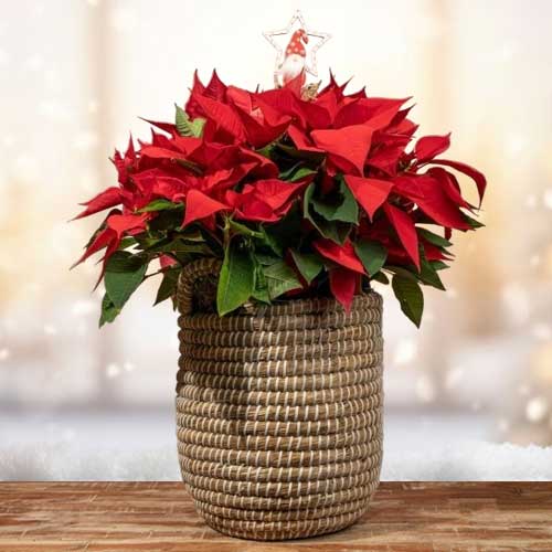 Elegant Red Poinsettia Basket
