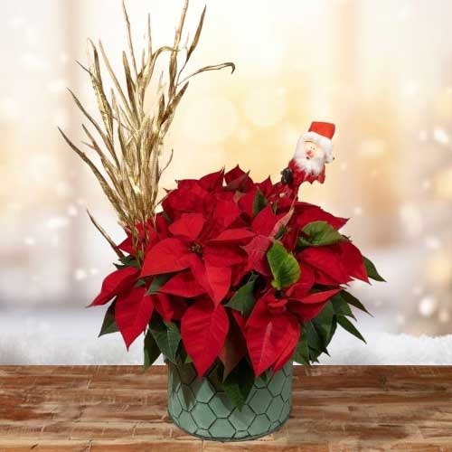 Red Poinsettia Celebratio