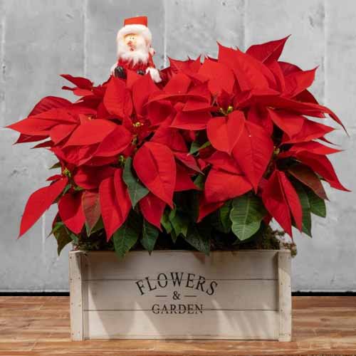 Charming Rustic Christmas Decoration