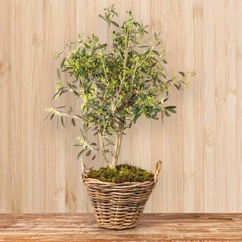 Olive Light Plant