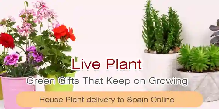Live Plant Delivery to Spain