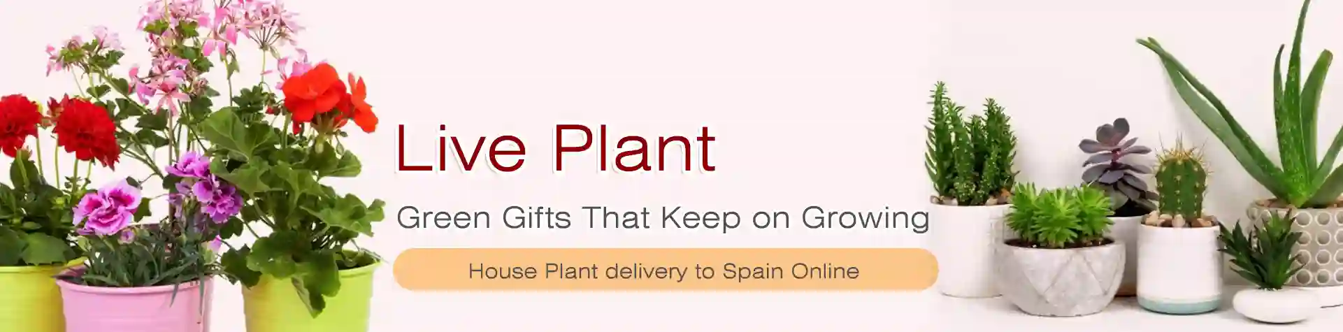 Live Plant Delivery to Spain